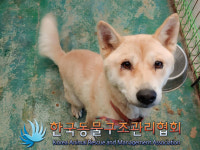 경기 동두천 안창말로 전원주택단지에서 노흰색 강아지 발견 보호