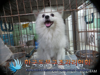 경기 구리 수택동에서 스피츠 발견 보호