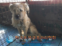 경기 동두천 장고갯로 브라운스톤 앞 길에서 검갈색 강아지 발견 보호
