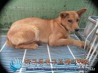 경기 김포 마산동에서 갈색 강아지 발견 보호
