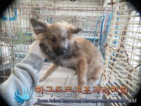 서울 성동구 고산자로에서 갈검정색 강아지 발견 보호