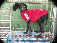 서울 동대문구 이문동에서 빨간옷 검정색 강아지 발견 보호