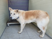 경북 포항시 신광면 비학로에서 아이보리흰색 강아지 발견 보호