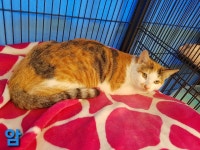 전북 군산 미룡주공아파트에서 삼색 코숏 고양이 발견 보호