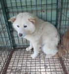 충남 예산 덕산 남은뜰로에서 흰색 강아지 발견 보호