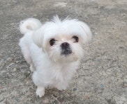 광주 남구 진월동에서 말티즈 발견 보호