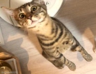 사료 등장에 포커페이스 무너진 고양이..행복함을 감출 수 없어