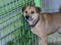 경남 합천 용주면 죽죽리에서 갈색 강아지 발견 보호