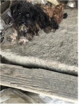 충남 부여 조령서로에서 까만 강아지 발견 보호