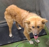 충북 제천 청풍호로17길에서 갈색 강아지 발견 보호