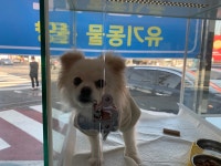 울산 울주 덕신로에서 포메라니안 발견 보호..강변도로 배회