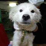 인천 미추홀구 시민동물병원에서 흰색 강아지 발견 보호..주인 포기