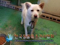 서울 종로구 부암동에서 흰색 강아지 발견 보호