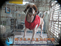 서울 동대문구 동대문구청 인근에서 시츄 발견 보호