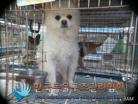 서울 은평구 역촌동에서 흰연갈색 강아지 발견 보호