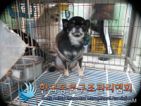 서울 강남구 개포동 대청아파트에서 치와와 발견 보호