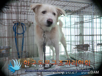 서울 송파구 거여동 거여공원에서 흰색 강아지 발견 보호