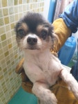 충남 아산 둔포면 아산밸리로에서 치와와 발견 보호