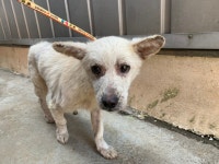 경기 광명 가학동에서 흰색 강아지 발견 보호..개덫에 잡힘