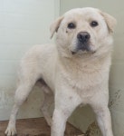 경기 화성 동탄 동탄2LH4단지에서 흰색 강아지 발견 보호