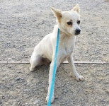 경북 구미시 구평동 더블할인마트에서 흰갈색 강아지 발견 보호