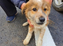 충남 예산 고덕면 예당산단3길에서 흰갈색 강아지 발견 보호
