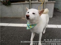대전 서구 탄방동 도산어린이공원에서 시바 발견 보호..목에 스카프