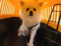 부산 기장 길천리에서 파란 하네스 흰 강아지 발견 보호