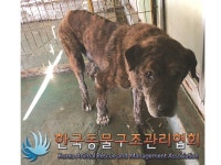 서울 노원구 덕릉로145길 송암사 인근에서 호피무늬 강아지 발견 보호