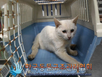 경기 김포 고촌읍에서 터키시 앙고라 발견 보호
