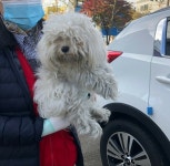 충남 천안 구성동 세인트요양병원 사거리에서 말티즈 발견 보호