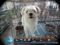 서울 강남구 논현동 또래오래 논현점 인근에서 말티즈 발견 보호