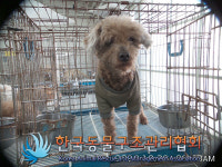 경기 의정부 가능로152번길에서 푸들 발견 보호