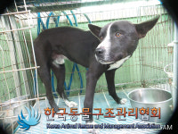 경기 김포 양촌읍 양곡리에서 검흰색 강아지 발견 보호