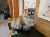 전북 전주 평화119안전센터에서 페르시안 고양이 발견 보호