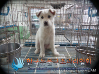 서울 강서구 방화동에서 흰색 강아지 발견 보호
