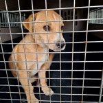 경남 거제 장좌1길에서 갈색 어린 강아지 발견 보호