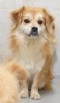 경북 영덕 영해면 원당길에서 황색 강아지 발견 보호