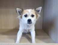 경기 광주시 오포읍 신현리에서 갈흰색 강아지 발견 보호