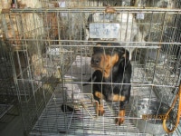 강원 동해시 천곡동 공설운동장에서 닥스훈트 발견 보호