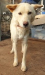 경기 화성 송산면에서 흰색 강아지 발견 보호