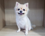경기 광주시 태전동에서 포메라니안 발견 보호