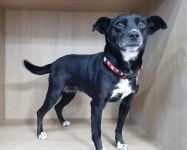 경기 광주시 오포읍 신현리에서 검흰색 강아지 발견 보호..마냥 좋은 착하고 예쁜