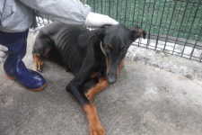 제주 서귀포시 동홍로에서 도베르만 발견 보호