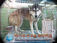 경기 포천 일동면에서 시베리안 허스키 발견 보호