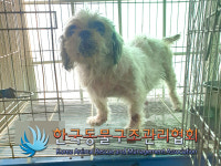 서울 노원구 상계주공2단지에서 시츄 발견 보호