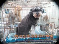 서울 강서구 까치산로18라길에서 슈나우져 발견 보호