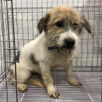 충남 서산 대산읍에서  흰갈색 강아지 발견 보호