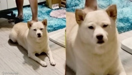 수학 시험 망친 주인 지키는 멍멍이..잔소리하는 가족들 노려봐