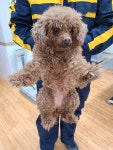 경기 파주 영태2리에서 푸들 발견 보호